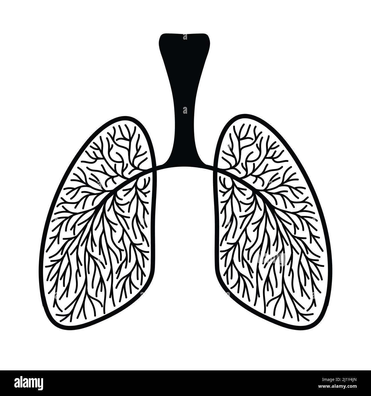 How to Draw Lungs  Respiratory System of a Human  YouTube