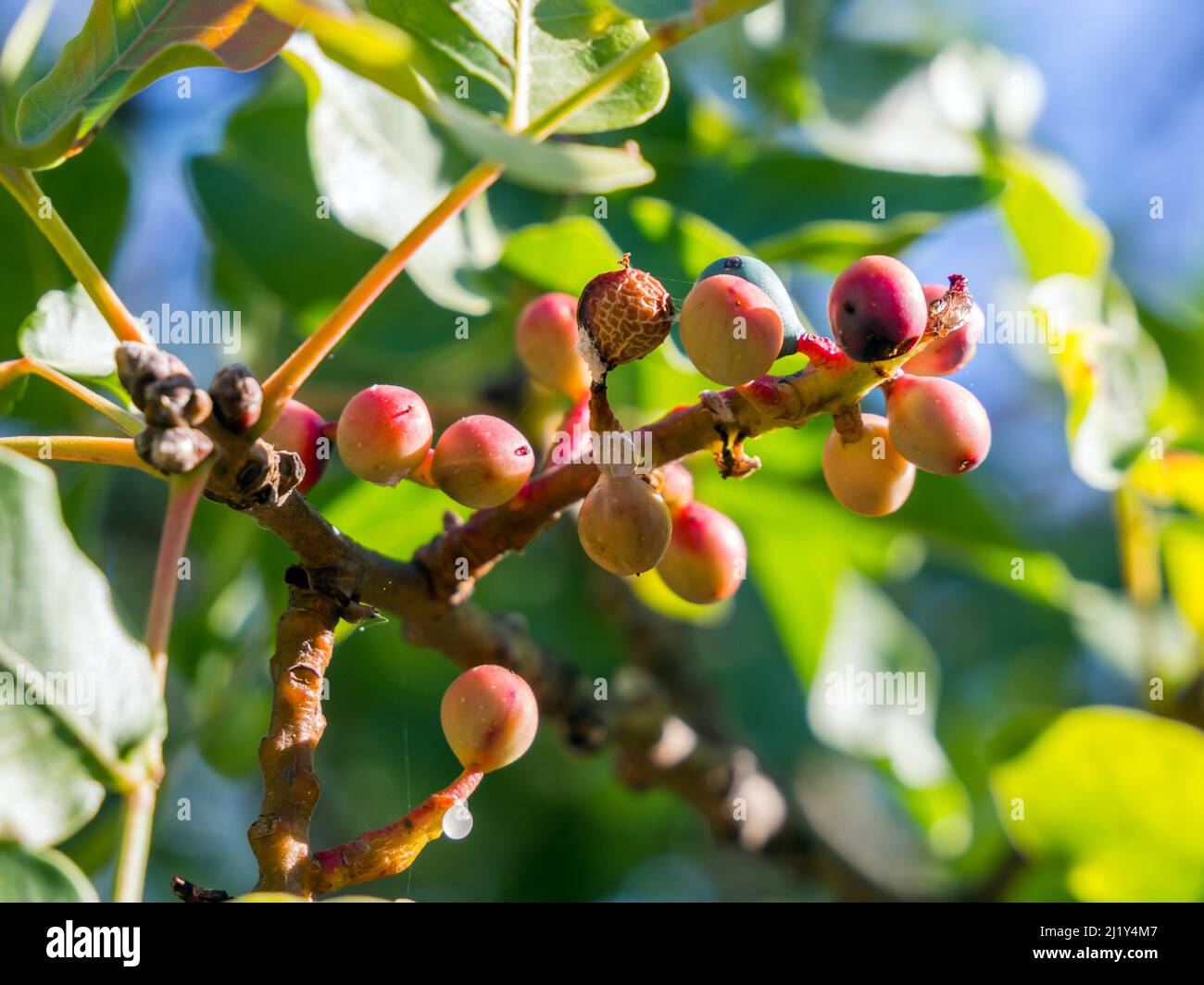 Young fruits of the pistachio tree. Karadag nature reserve Stock Photo