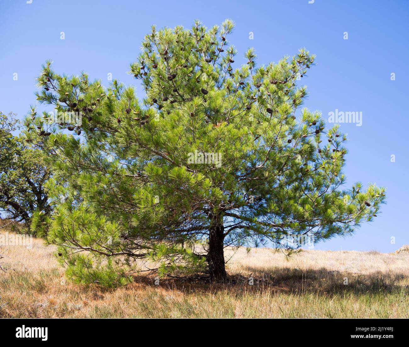 Cedar pine. Karadag nature reserve. Crimea Stock Photo