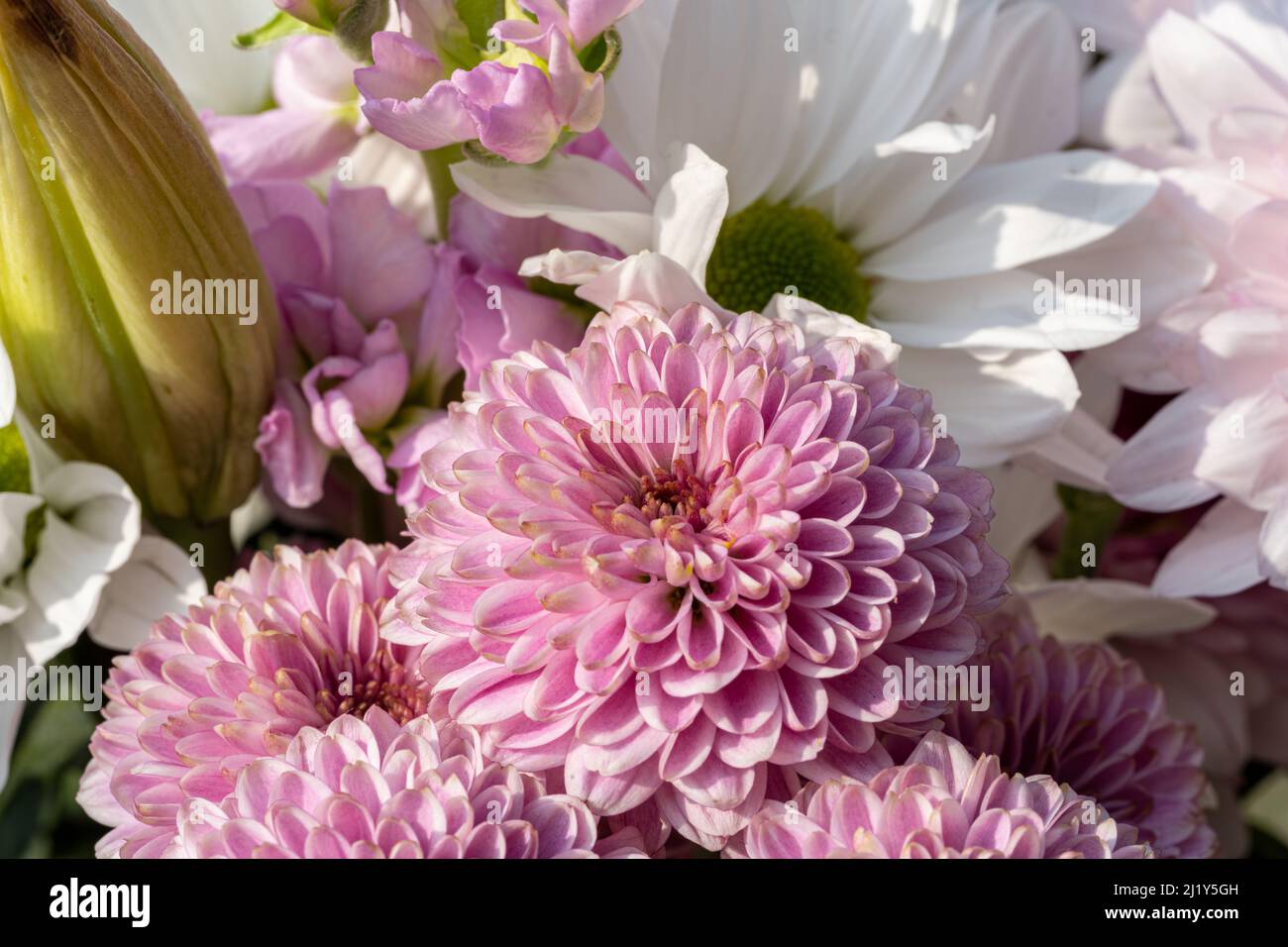 Pink Chrysanthemum flowers in bloom with a shallow depth of field. Stock Photo