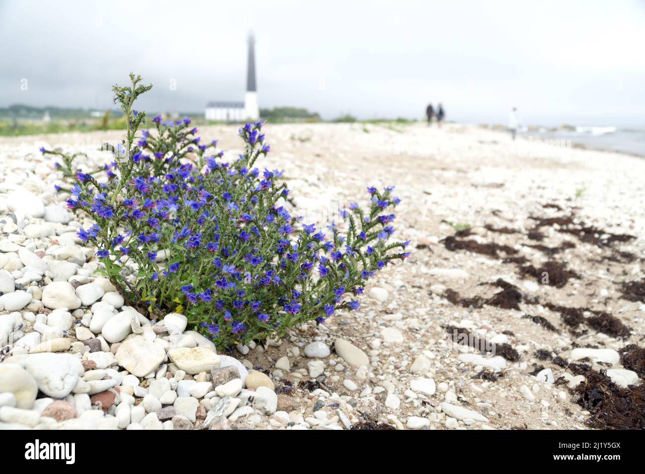 Echium vulgare on the rocky beach of Saaremaa Island. In the background high lighthouse Sorve the most recognizable sight on Saaremaa. Stock Photo