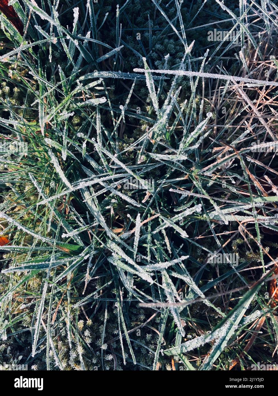 Frost covered grass on cold hi-res stock photography and images - Alamy