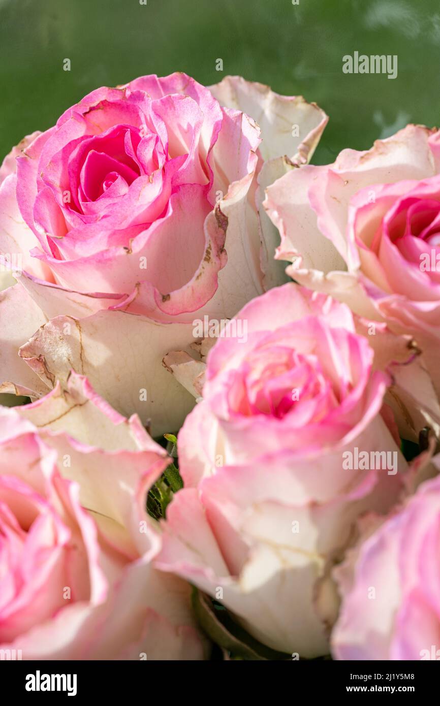 A bunch of pink and white roses in bloom in a natural garden setting with shallow depth of field. Stock Photo
