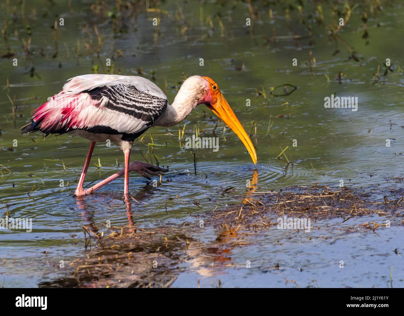 Painted Stork in search of food Stock Photo
