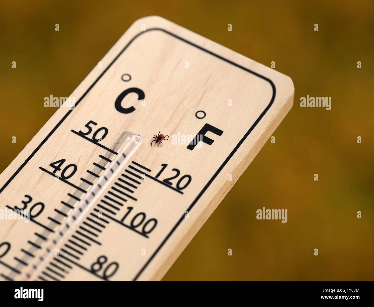deer tick, Ixodes scapularis, on wooden thermometer, with rising temperatures, the tick population also increases Stock Photo