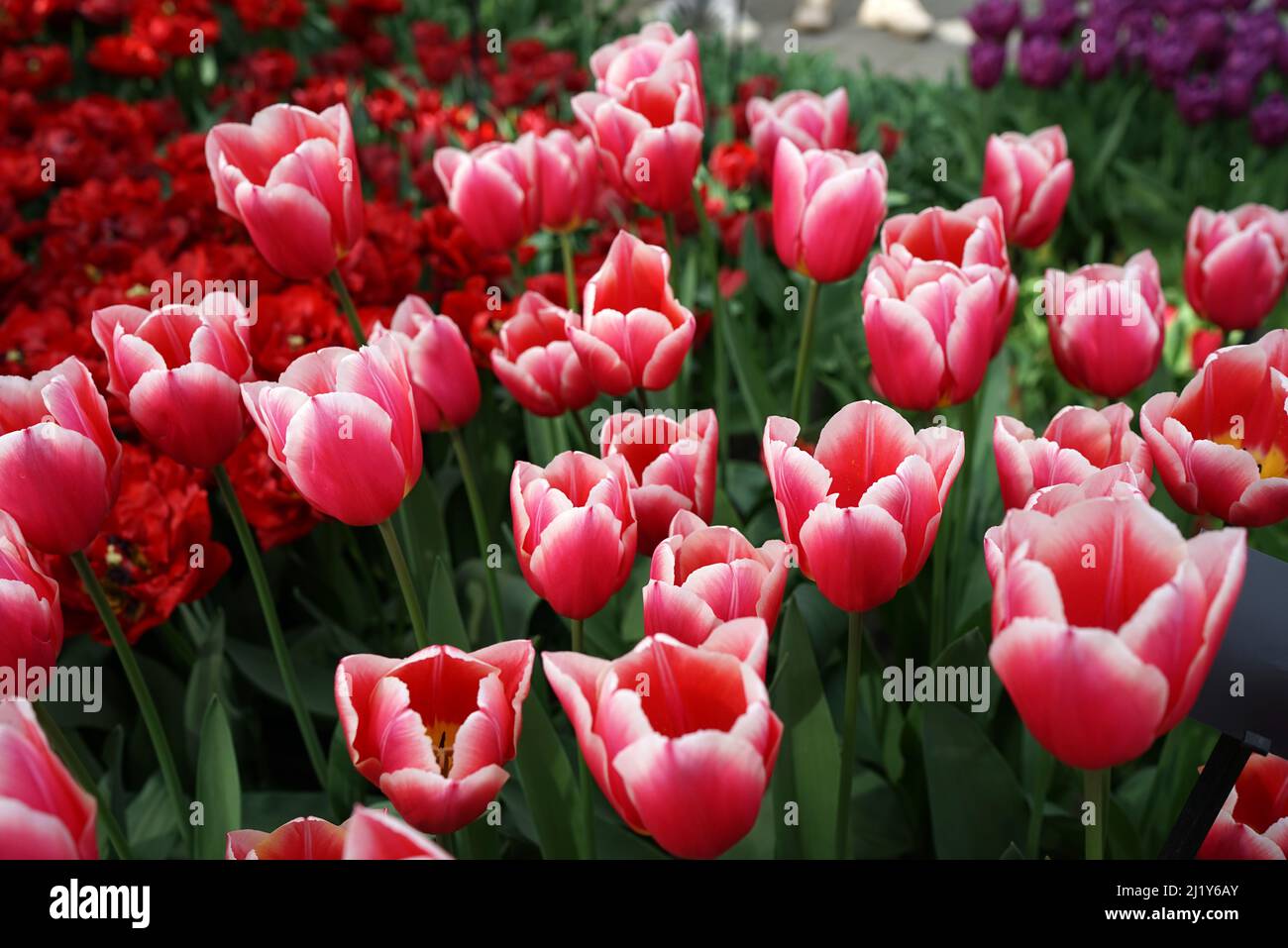 Red and white tulip cultivar 'Eurotopper'. This tulips stand between deep red and purple ones Stock Photo