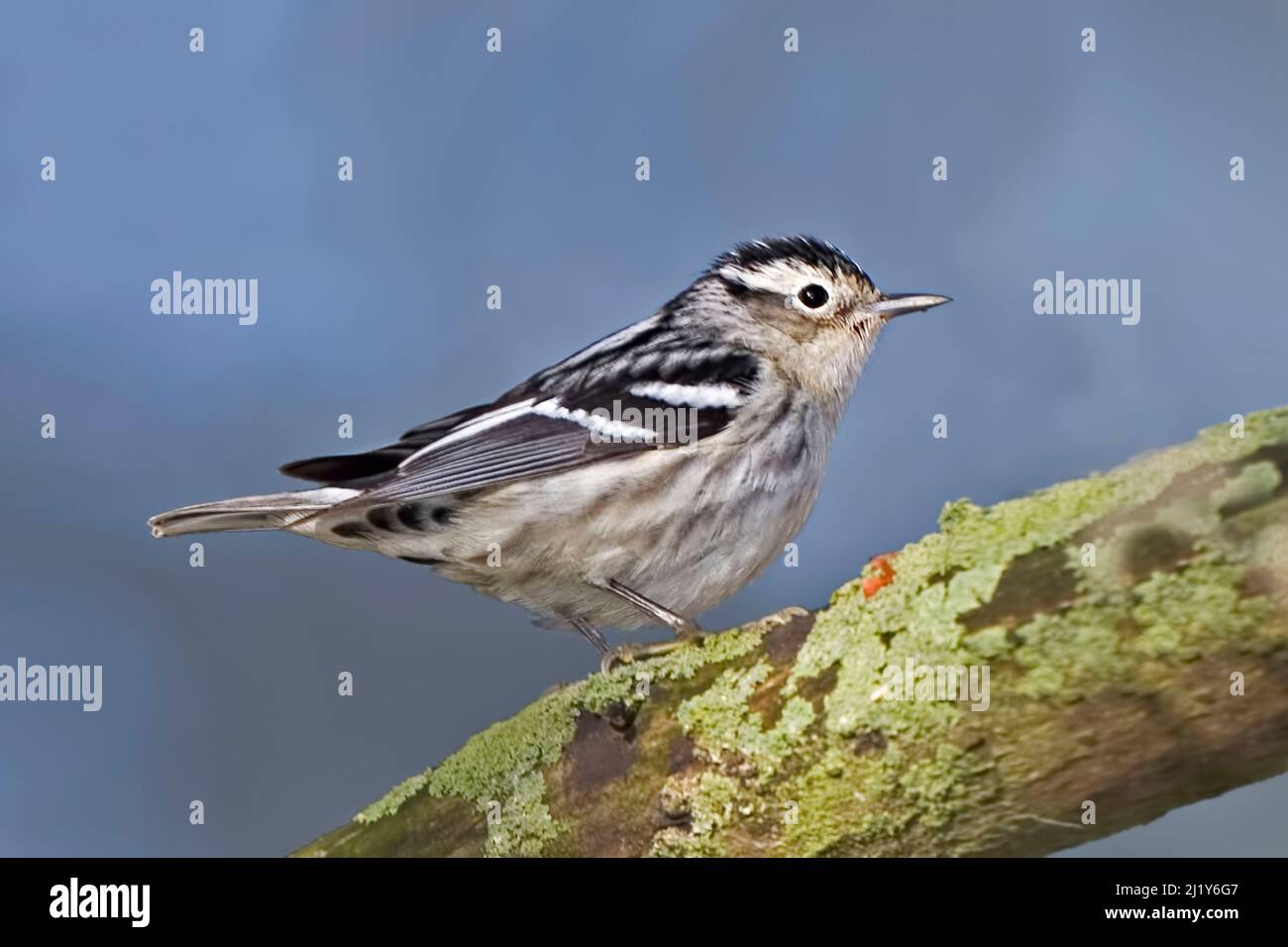 A Female Black-and-white  Warbler, Mniotilta varia, close up view Stock Photo