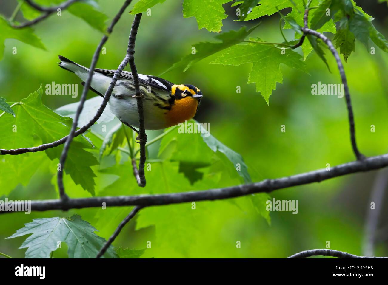 A Male Blackburnian Warbler, Setophaga fusca, moving through tree Stock Photo
