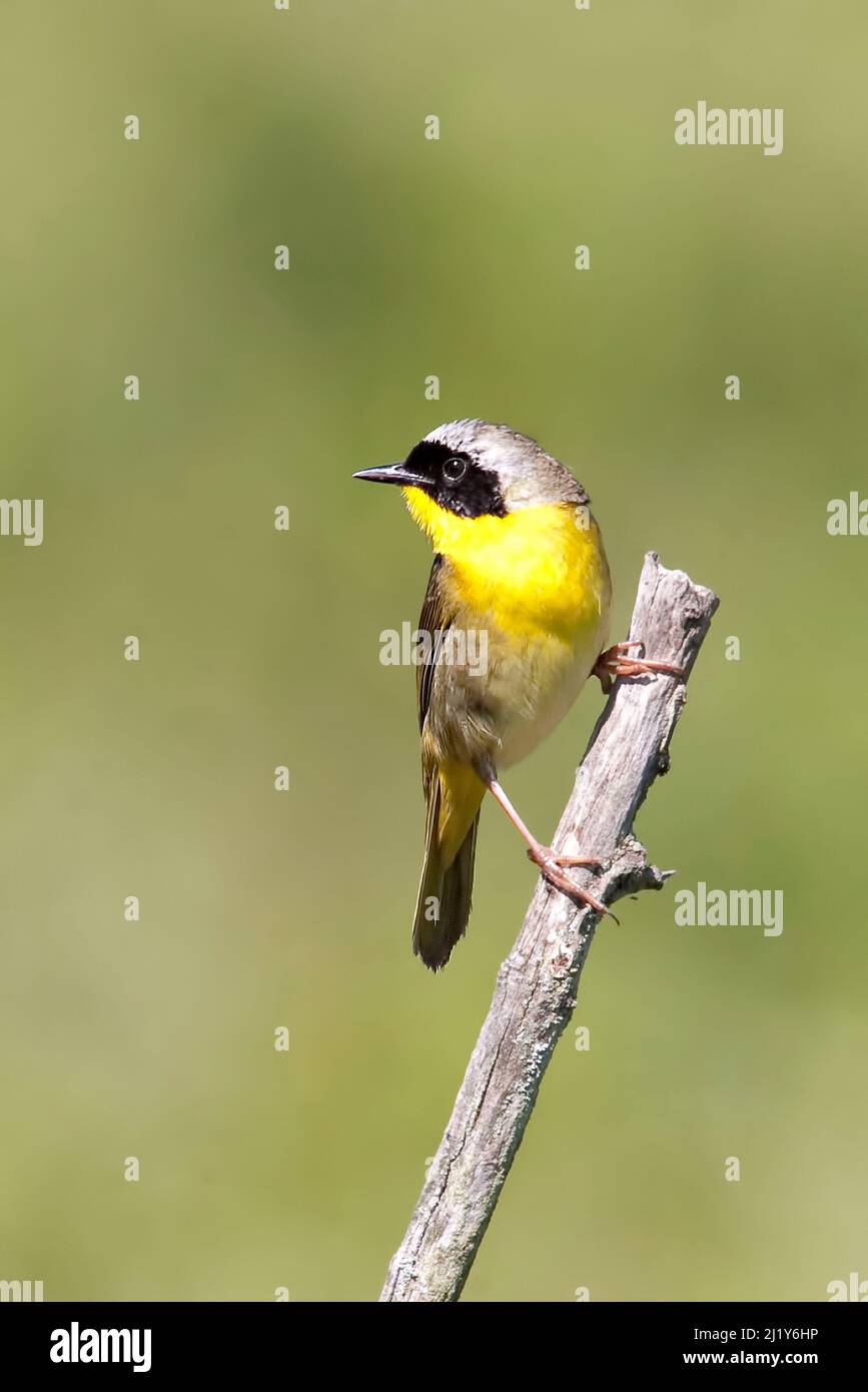 A Vertical of a Common Yellowthroat, Geothlypis trichas, perched on a dry twig Stock Photo