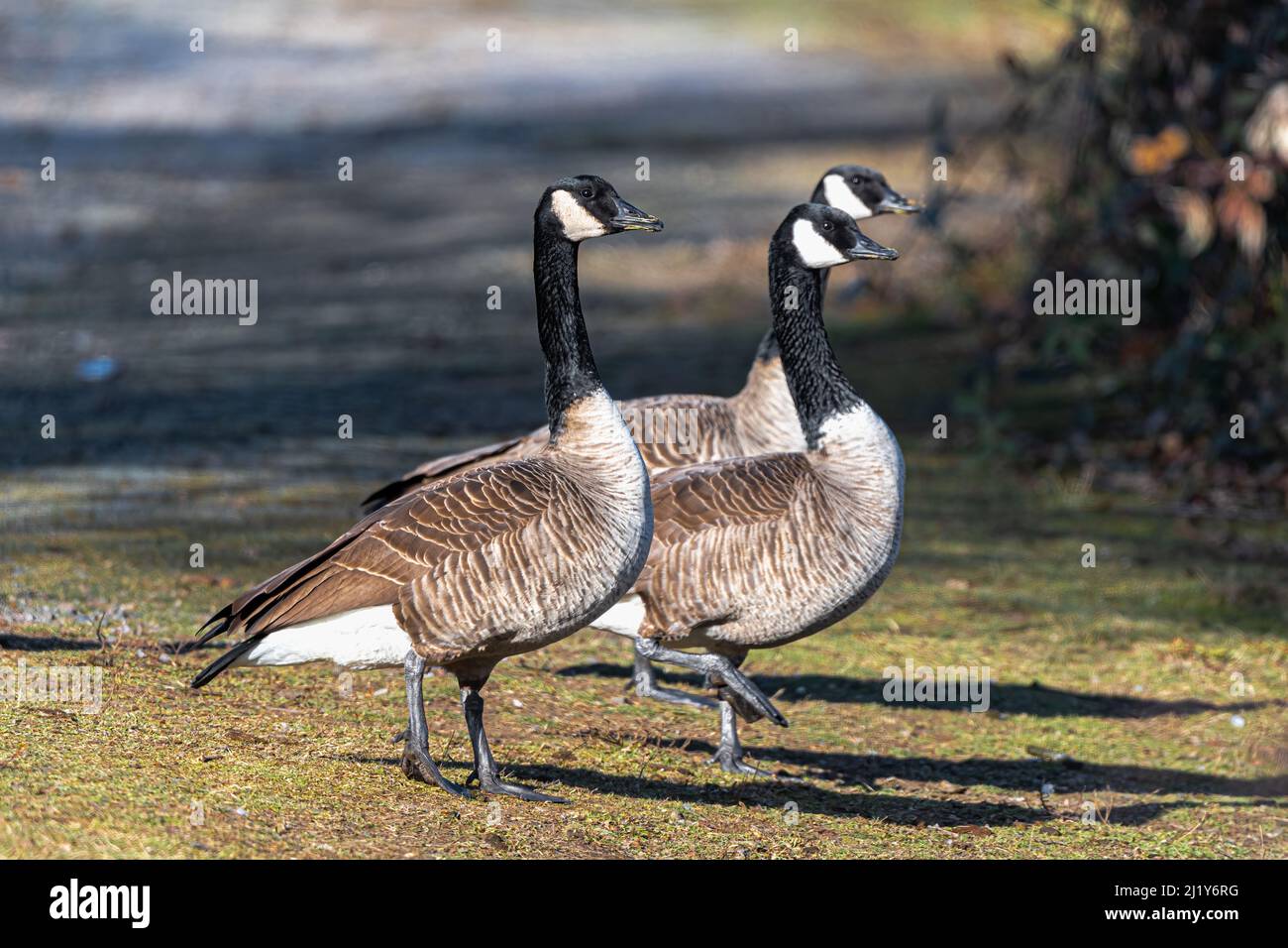 Three Canada Geese (Branta canadensis) on the Watch Stock Photo