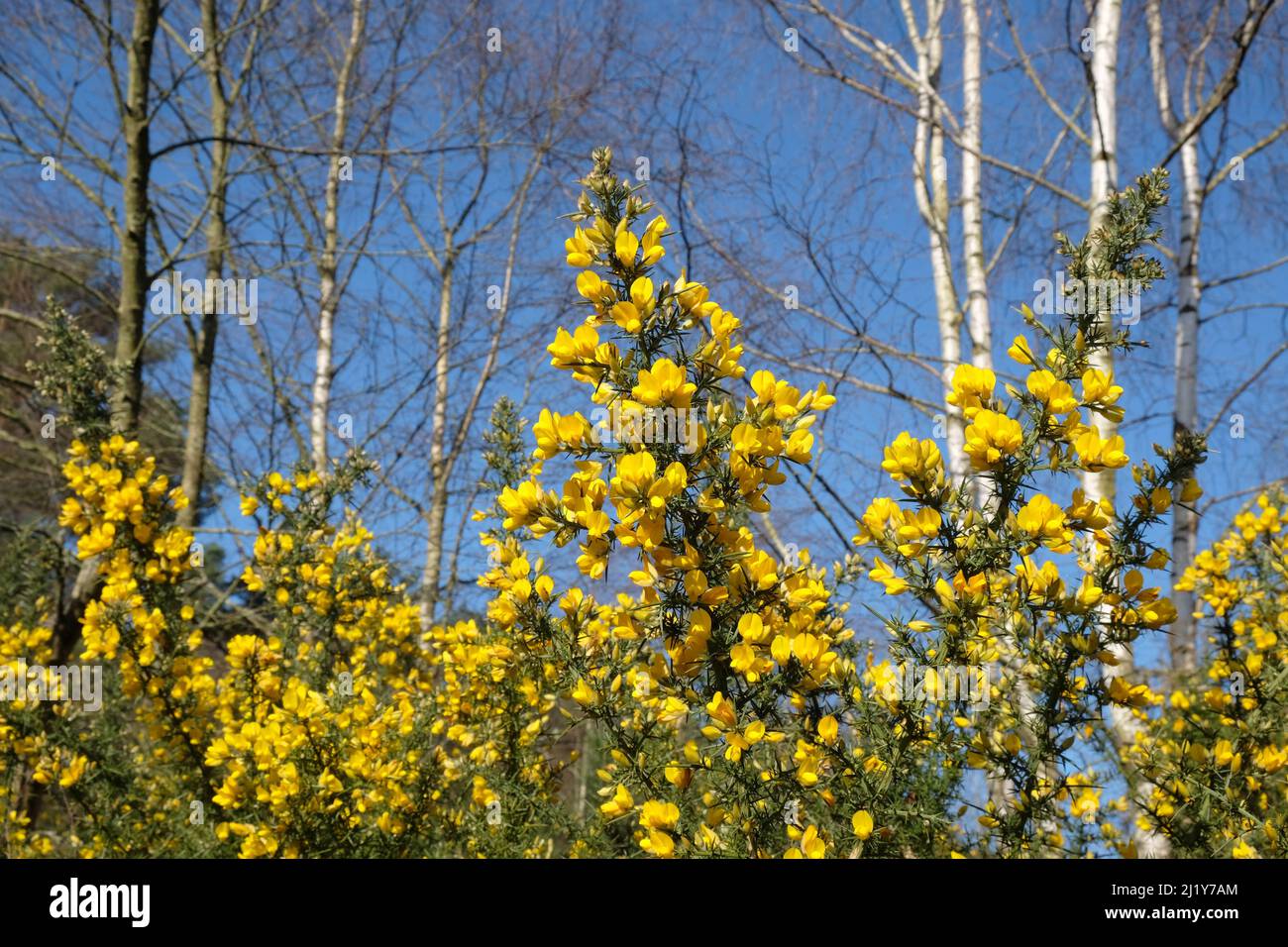 Common Gorse growing on heathland in southern England Stock Photo Alamy
