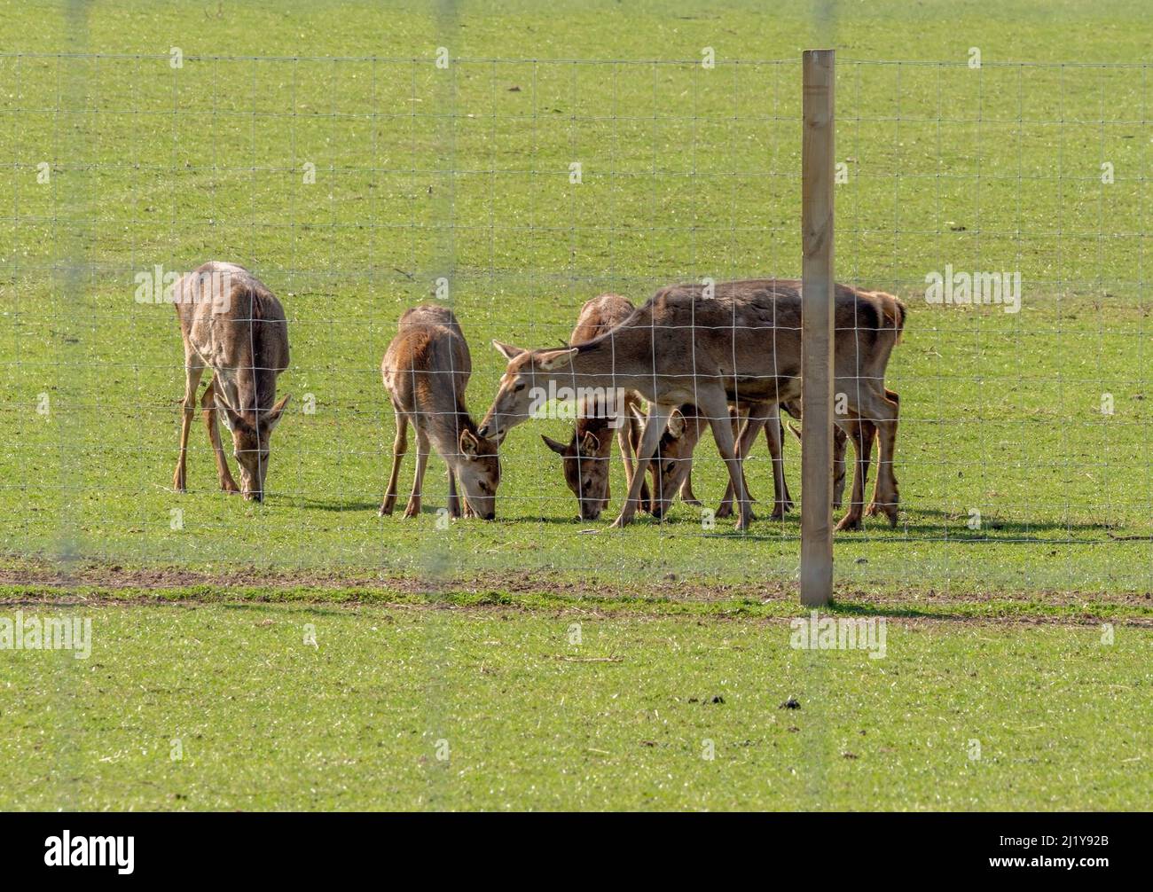 Deer centre cupar hires stock photography and images Alamy