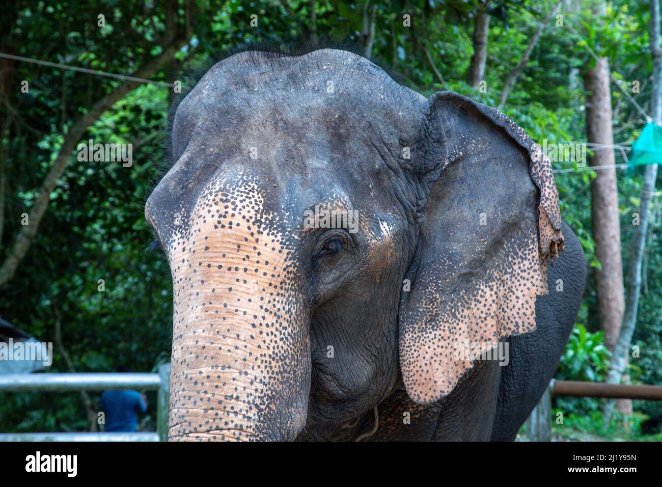 A closeup of an indian elephant's head on a background of green trees Stock Photo