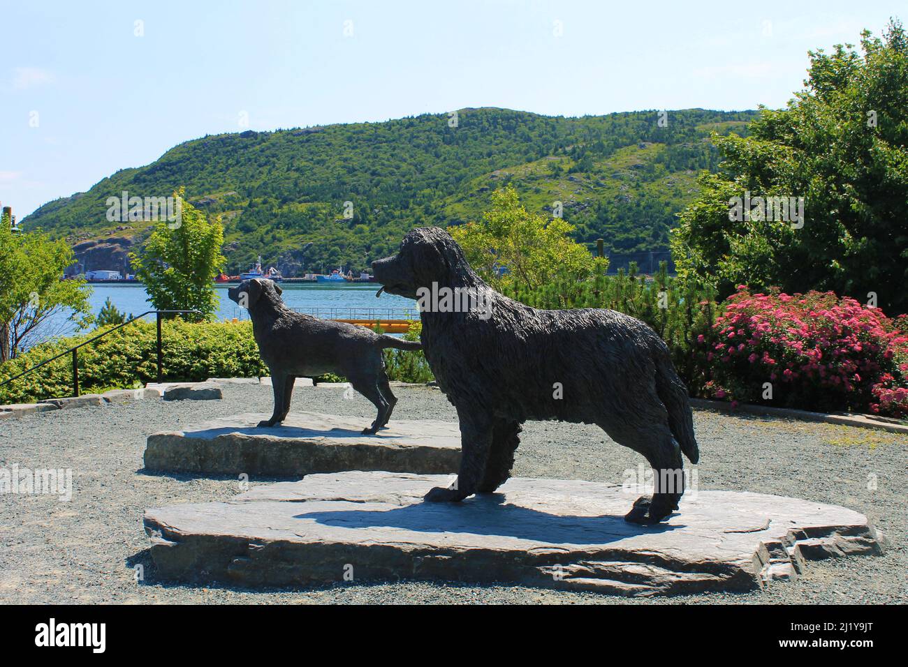 statue of a Newfoundland Dog and a Labrador Retriever, Harbour Side Park, St. John's, NL Stock Photo