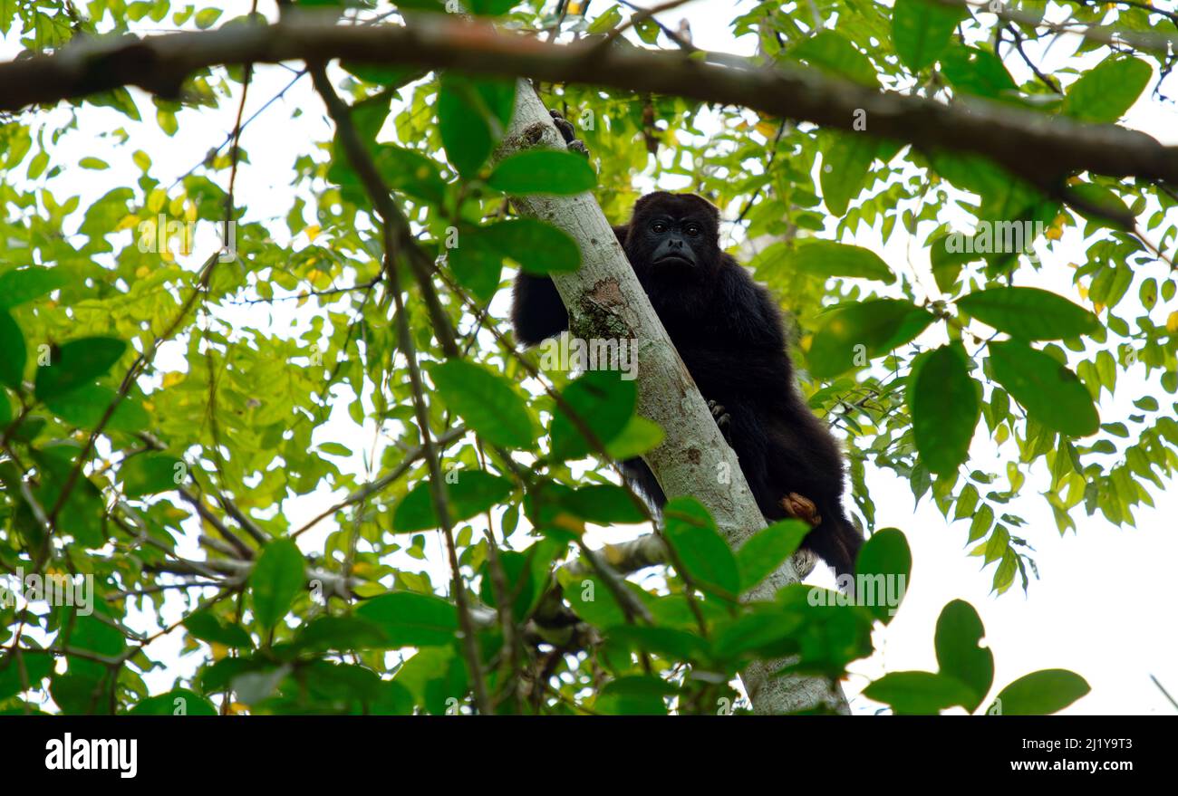 Close up of a monkey on tree Stock Photo