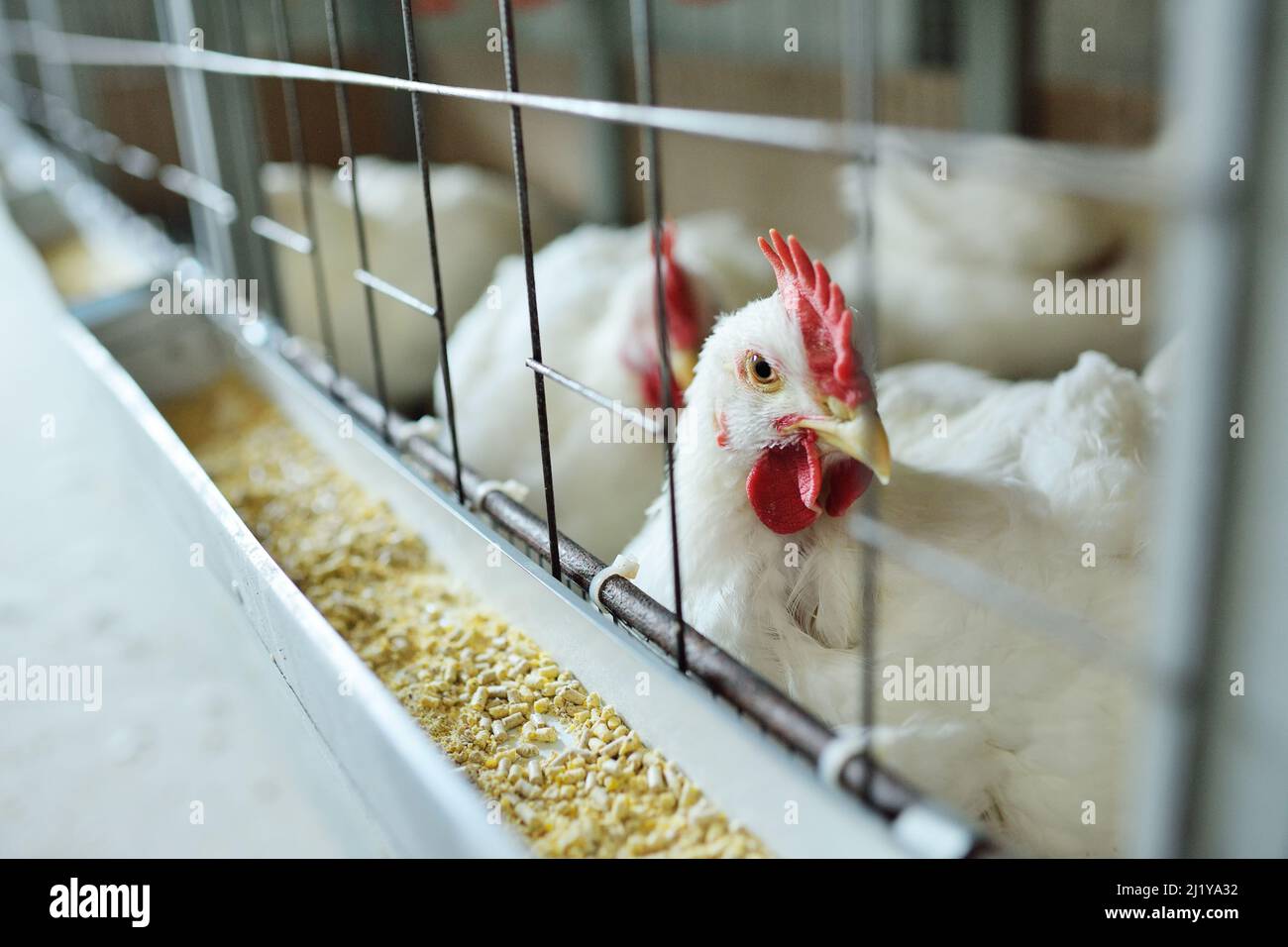 broiler chickens eat food closeup on a poultry farm Stock Photo Alamy