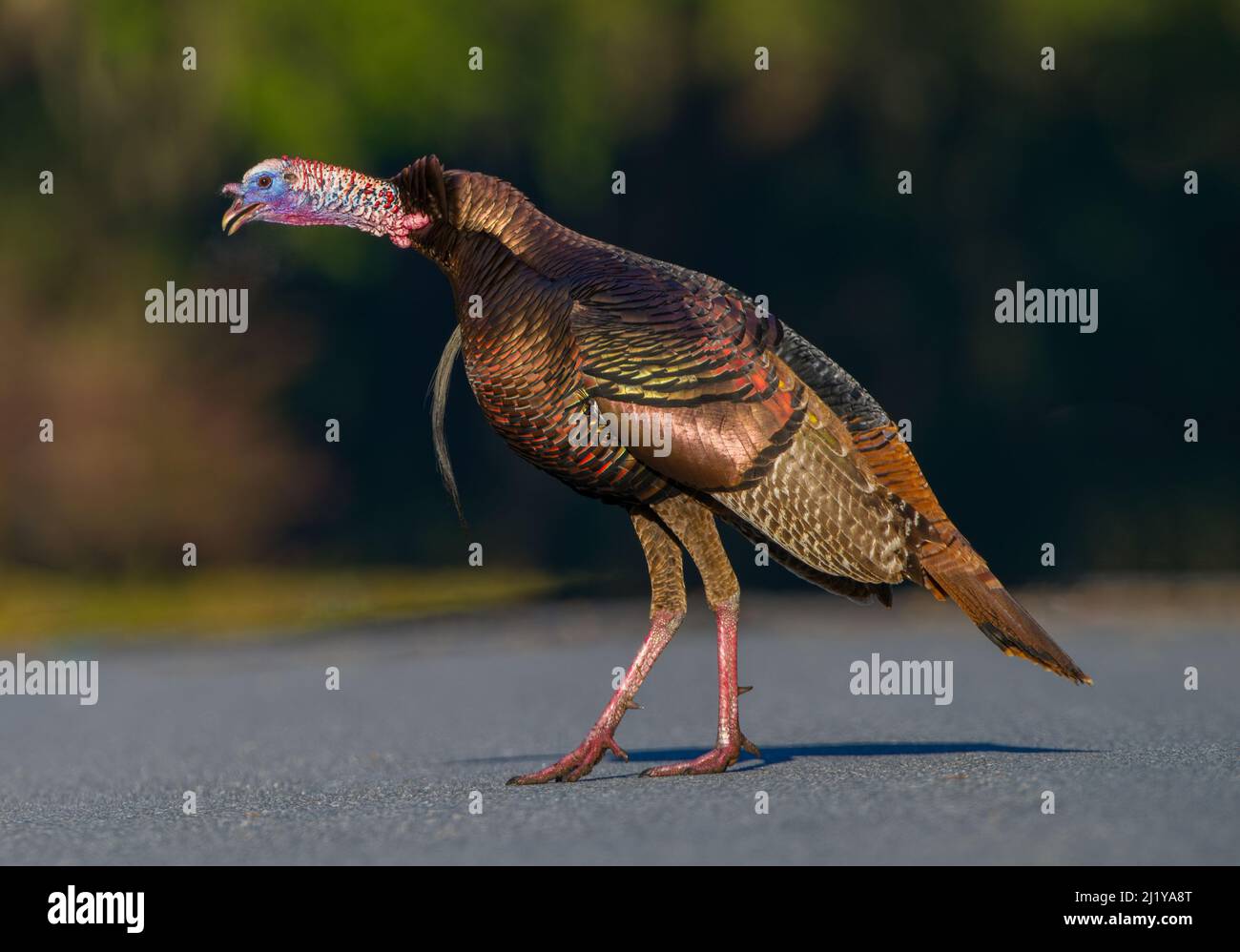 Turkey Anatomy Diagram