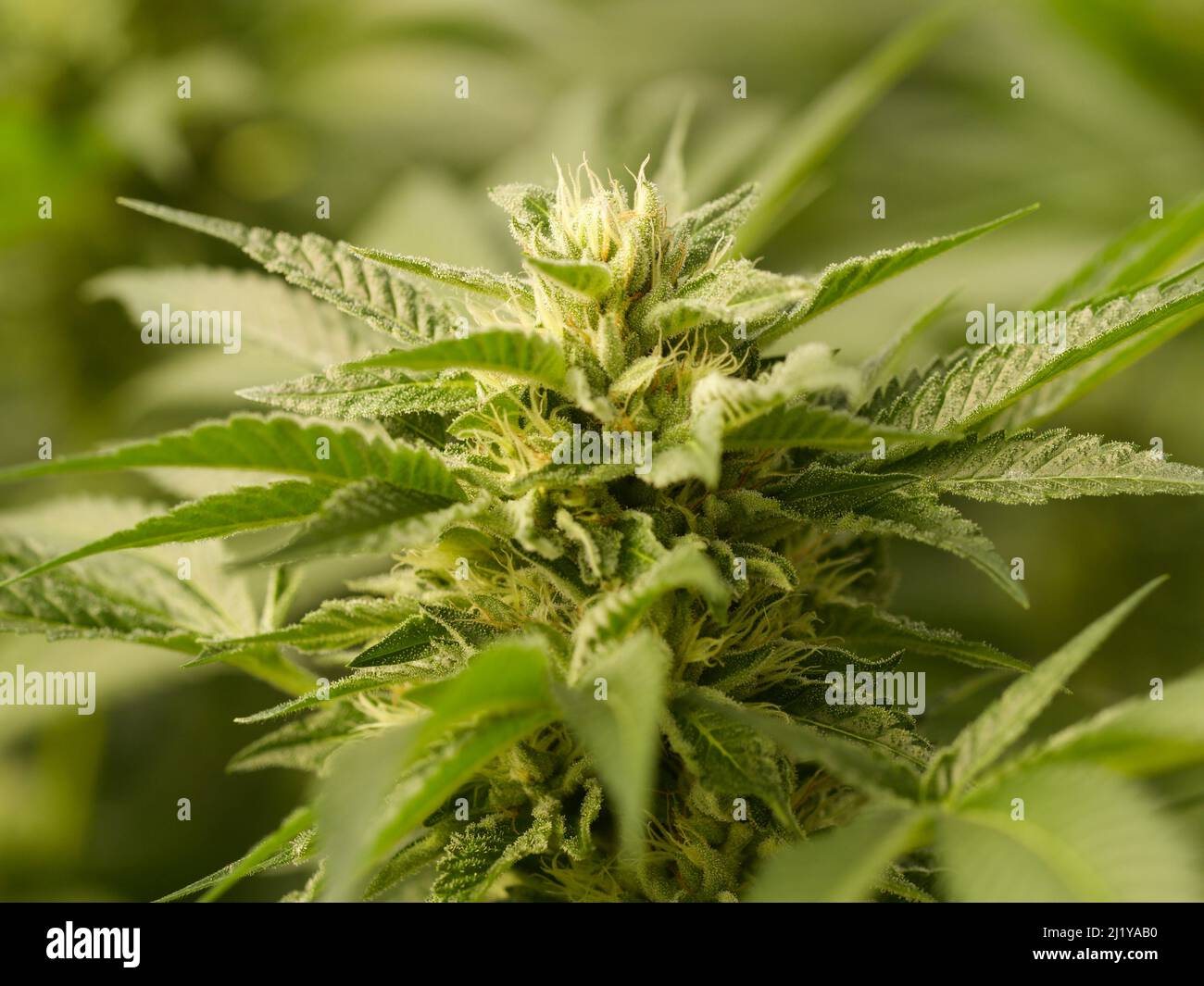 Growing Weed 5 Stock Photo Alamy