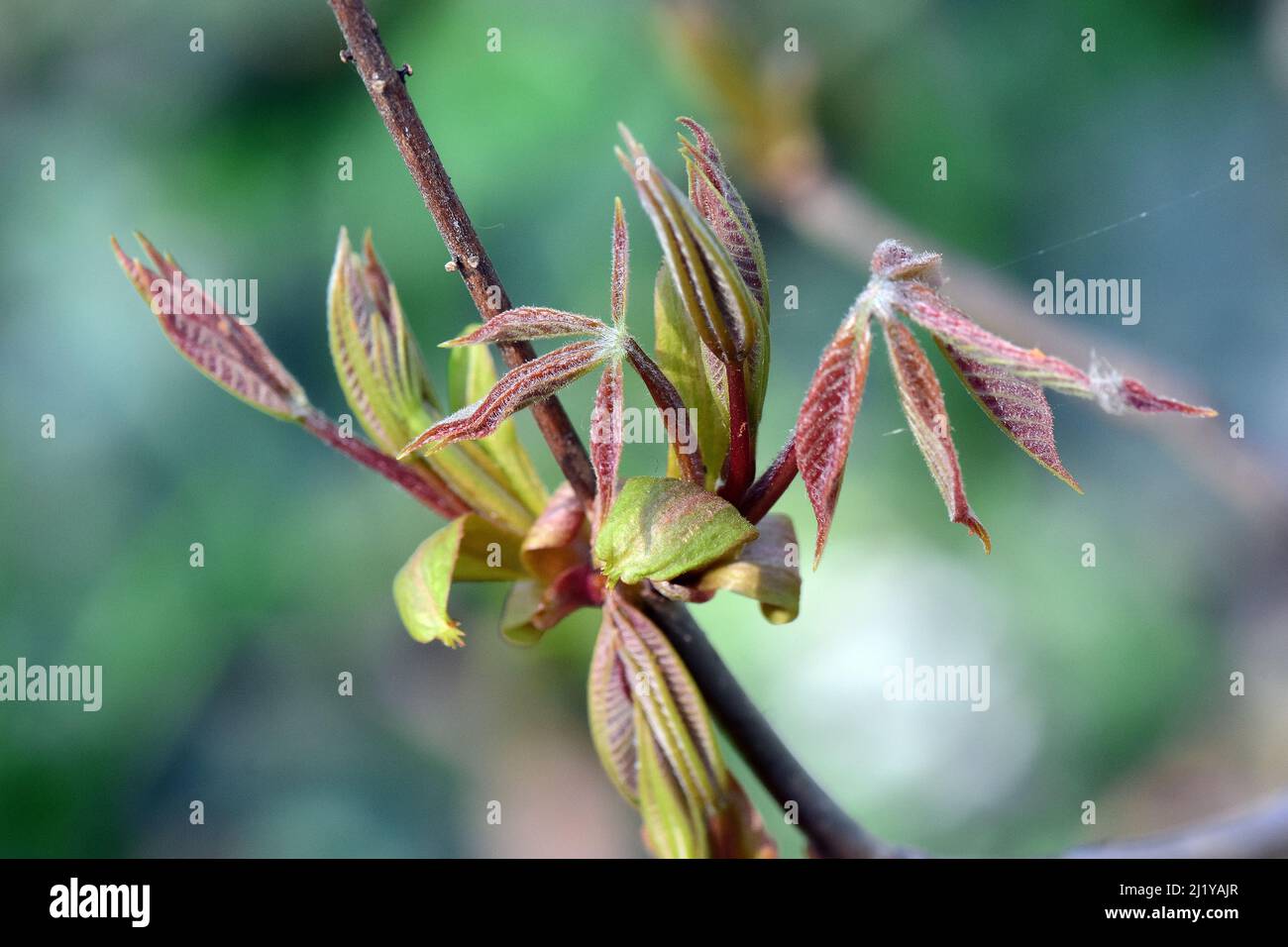 bottlebrush buckeye, Strauch-Rosskastanie, Aesculus parviflora, cserjés vadgesztenye Stock Photo
