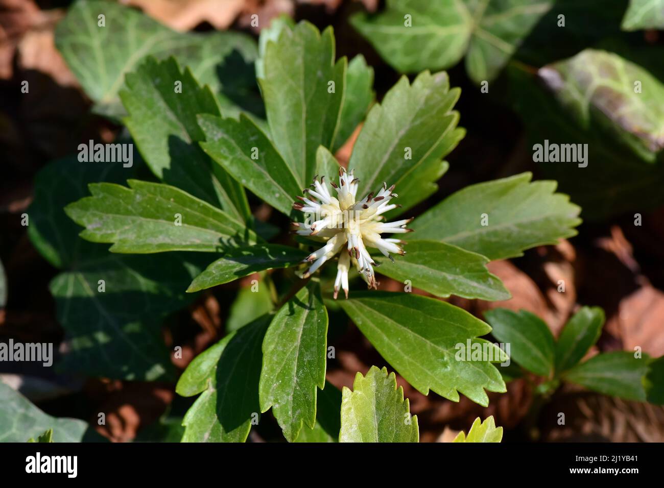 Japanese pachysandra, carpet box, Japanese spurge, Japanischer Ysander, Pachysandra terminalis variegata, japán kövérke Stock Photo