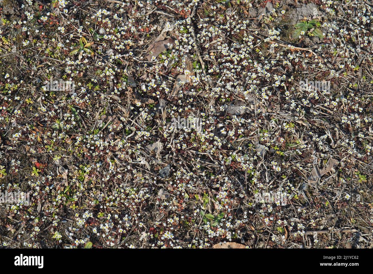 spring draba, shadflower, nailwort, Frühlings-Hungerblümchen, Erophila verna, tavaszi daravirág, Budapest, Hungary, Magyarország, Europe Stock Photo