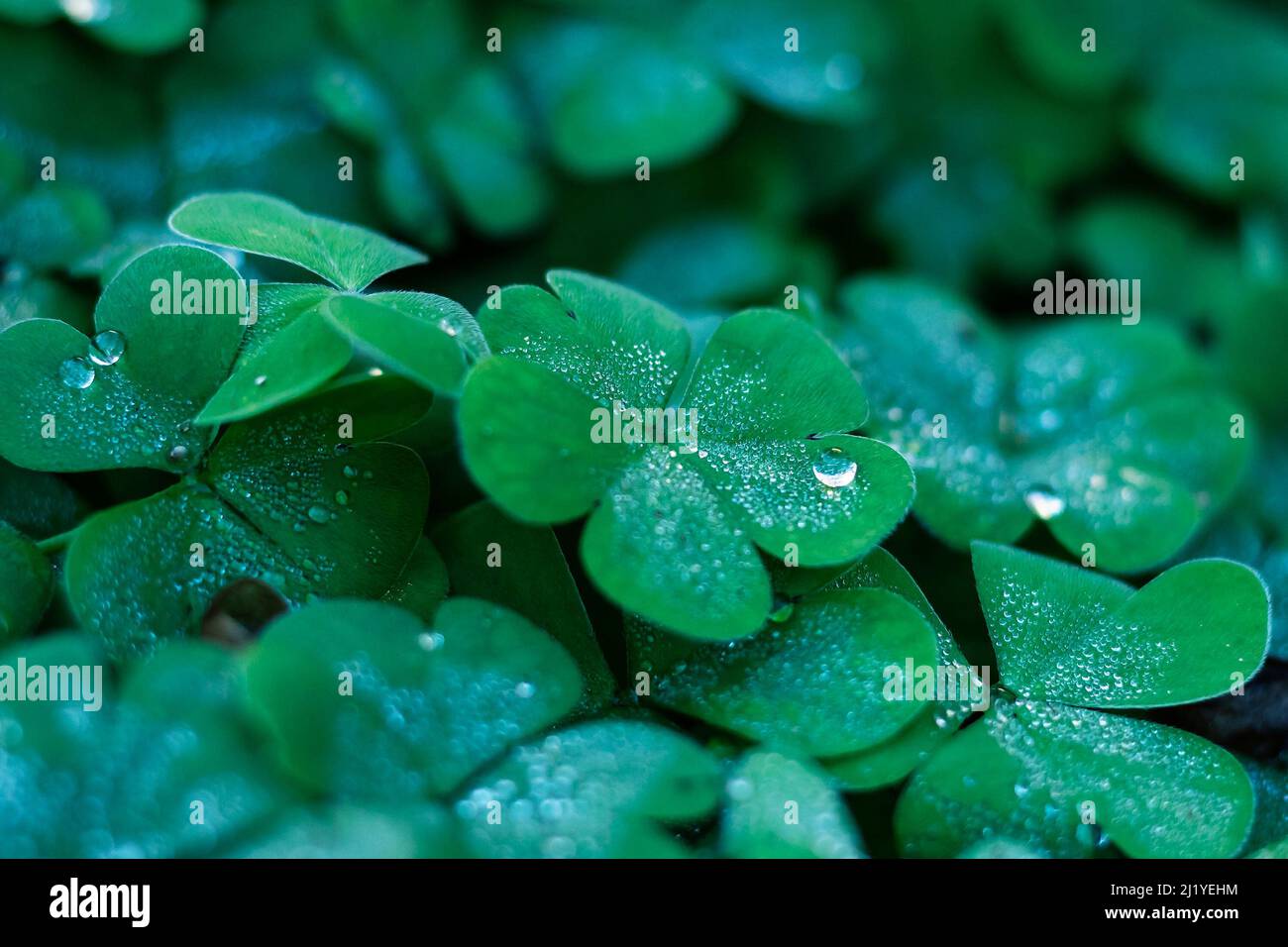raindrops on clover Stock Photo