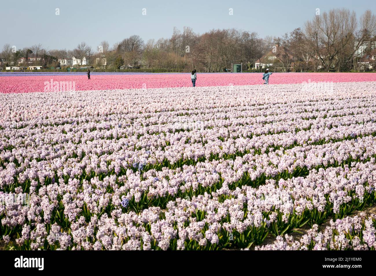 People walking among rows of Hyacinths (Hyacinthus Orientalis), in neat rows on an early Spring day in the Dutch flower fields around Lisse in the Netherlands. Stock Photo