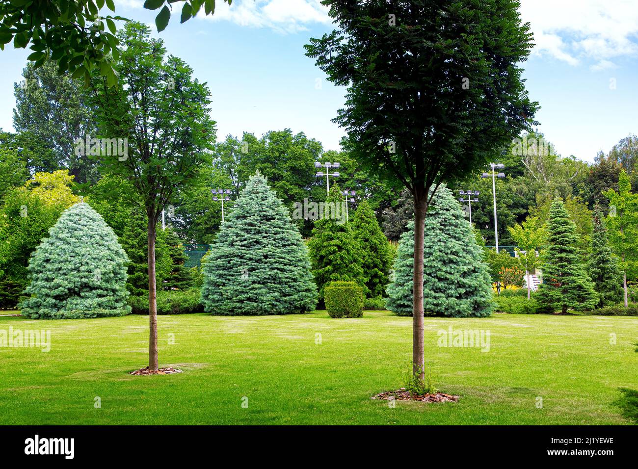 trees with mulching on a turf lawn with a trimmed grass and a evergreen bush and coniferous tree in a park with deciduous trees on meadow, summer gree Stock Photo