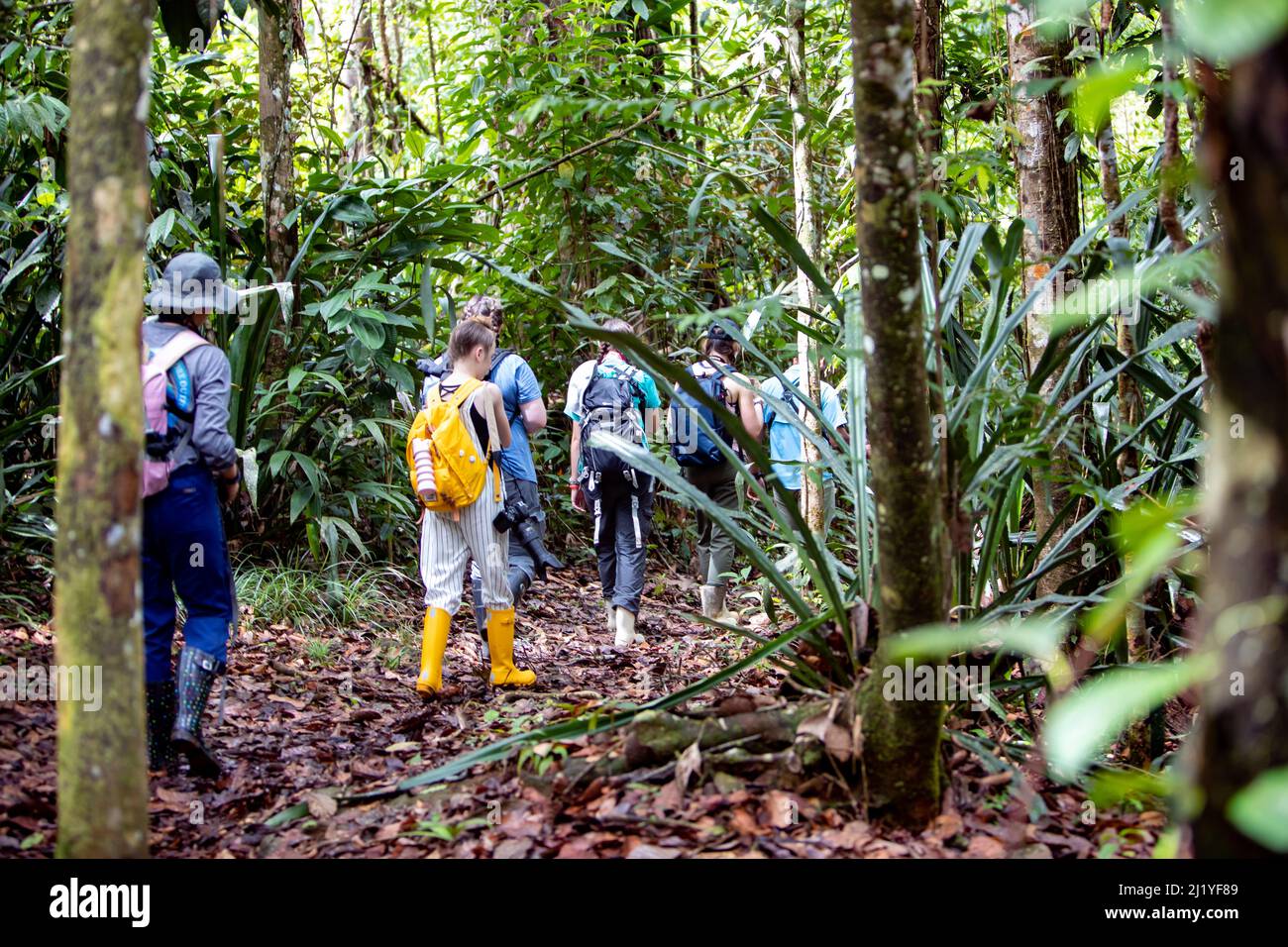 A view of American group hiking through the Costa Rica Rain forest ...