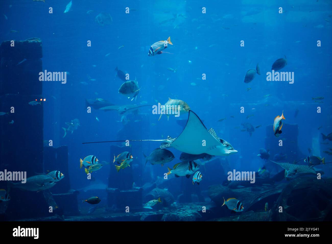 Underwater landscape with wildlife and a stingray. Fish swimming in aquarium. Stock Photo