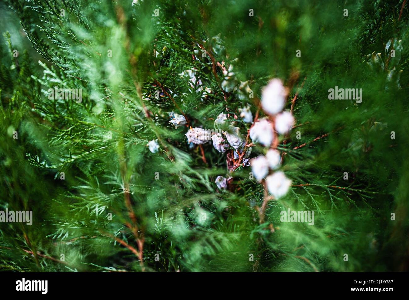 A selective focus shot of the thuja orientalist tree branches with pines on it Stock Photo