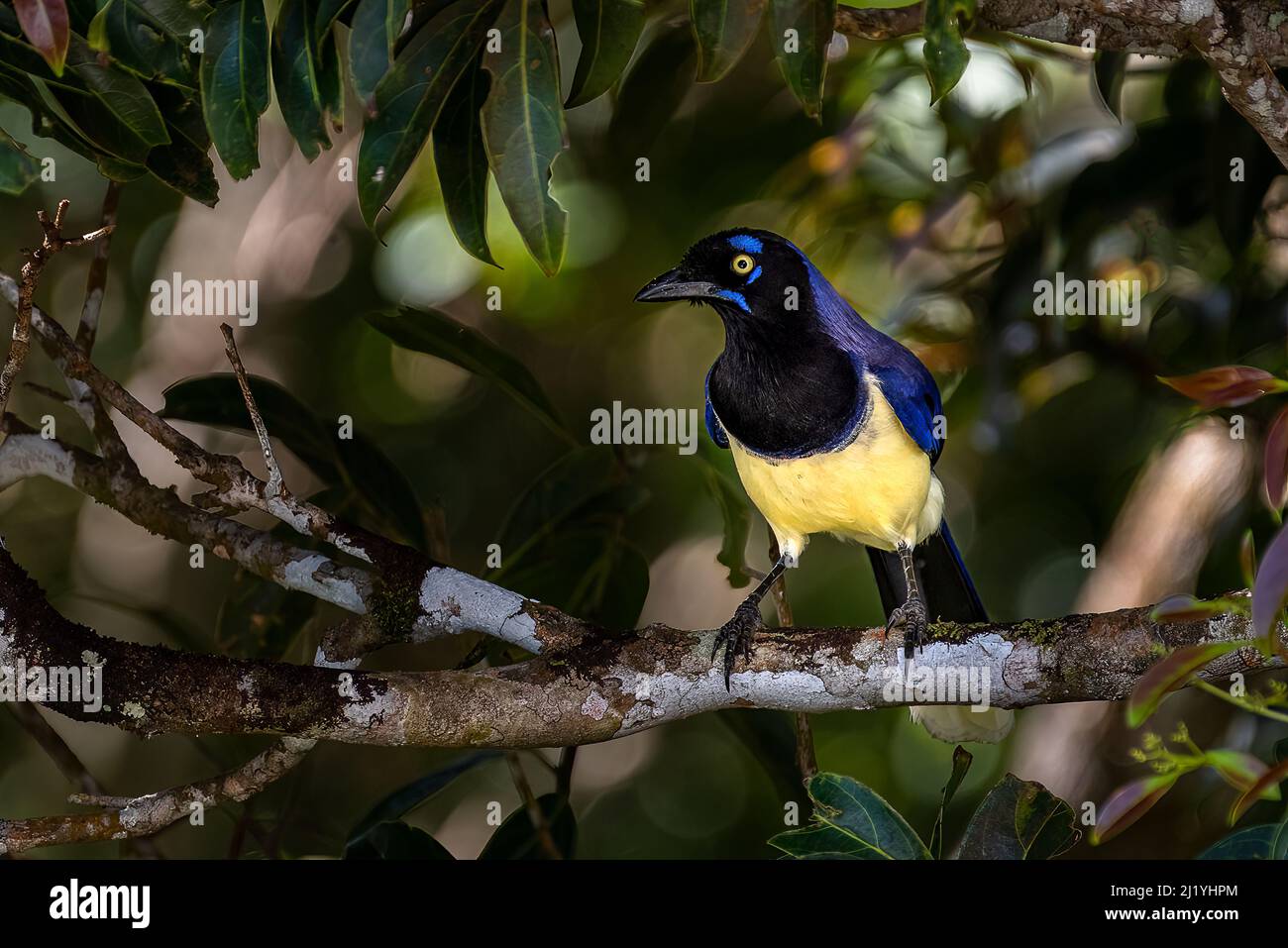 Black chested Jay bird Cyanocorax affinis perched Stock Photo