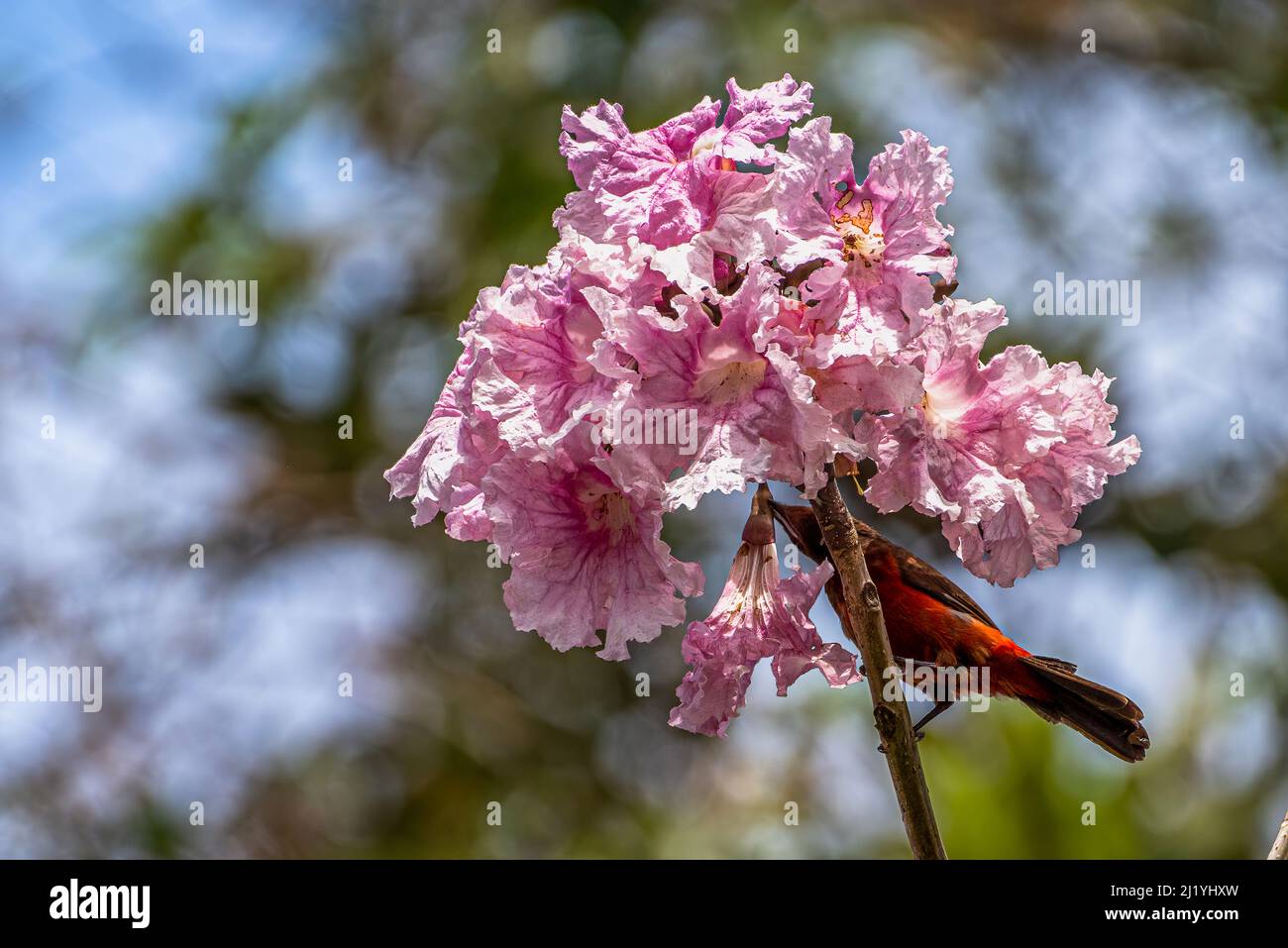 Crimson backed tanager feedin of the flowers from a  Tabebuia rosea tree Stock Photo