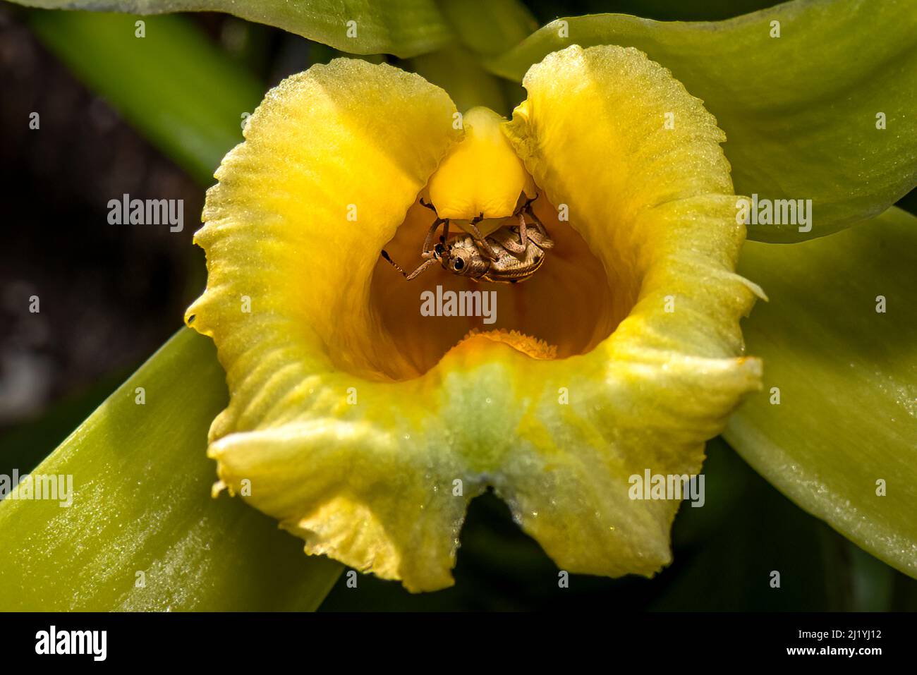 Yellow vanilla orchid flower closeup with a golden bug inside Stock Photo