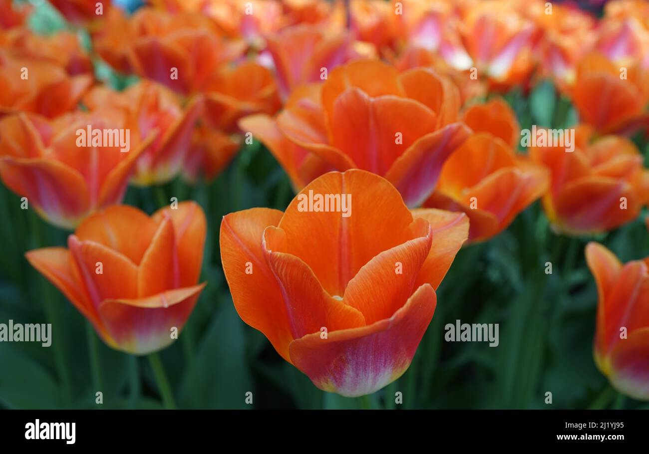 Lovely orange Triumph tulip called ‘Sunrise Dynasty’ Stock Photo - Alamy