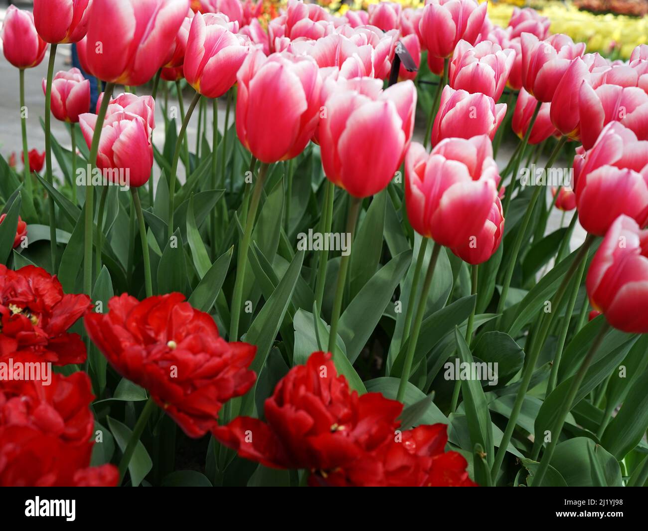 Red and white tulip cultivar 'Eurotopper'. Red early double tulips are in front. Stock Photo