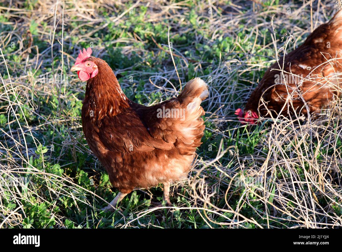Free range egg Layer chickens pecking in a grass field Stock Photo Alamy