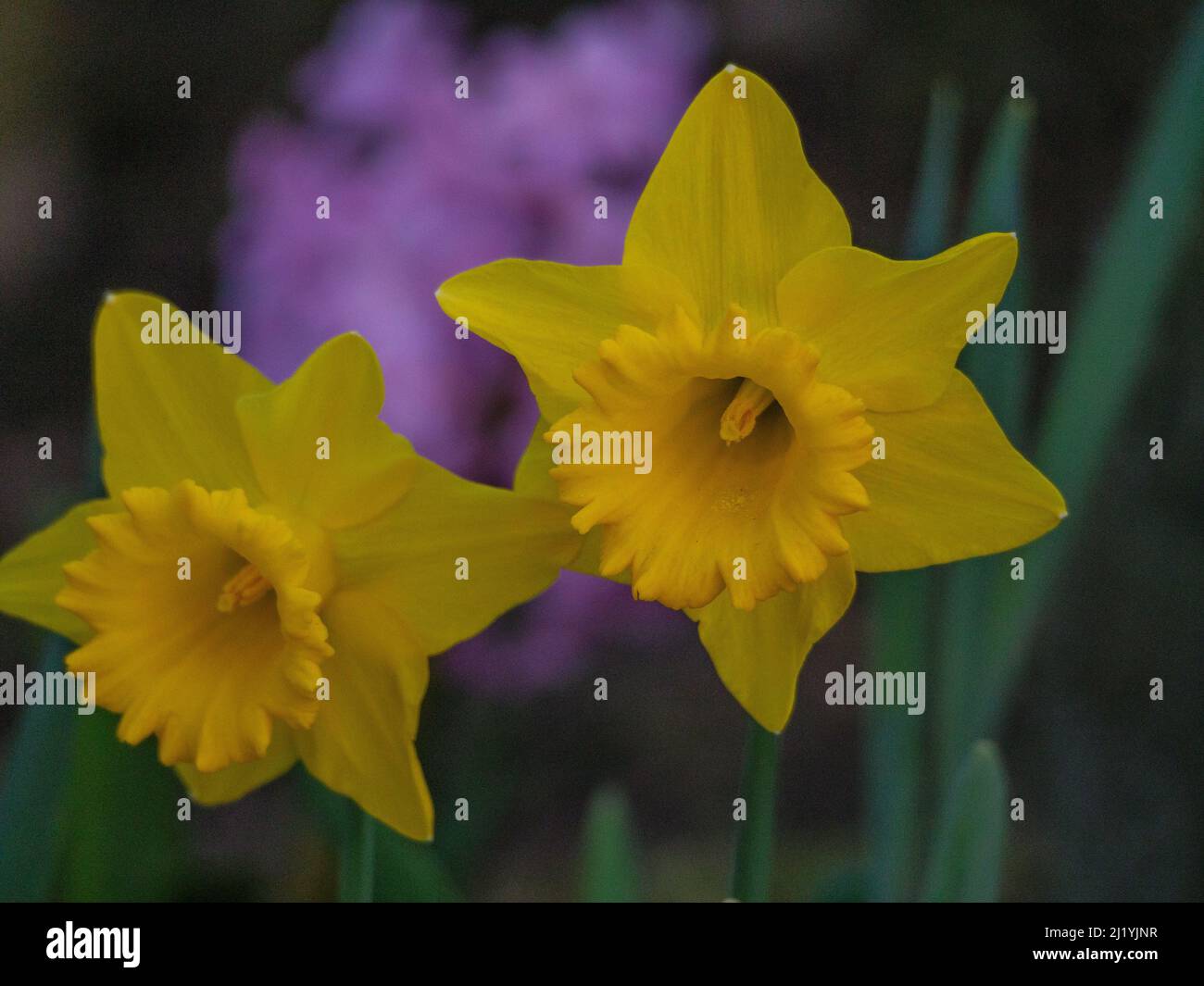 spring flowers in germany Stock Photo Alamy