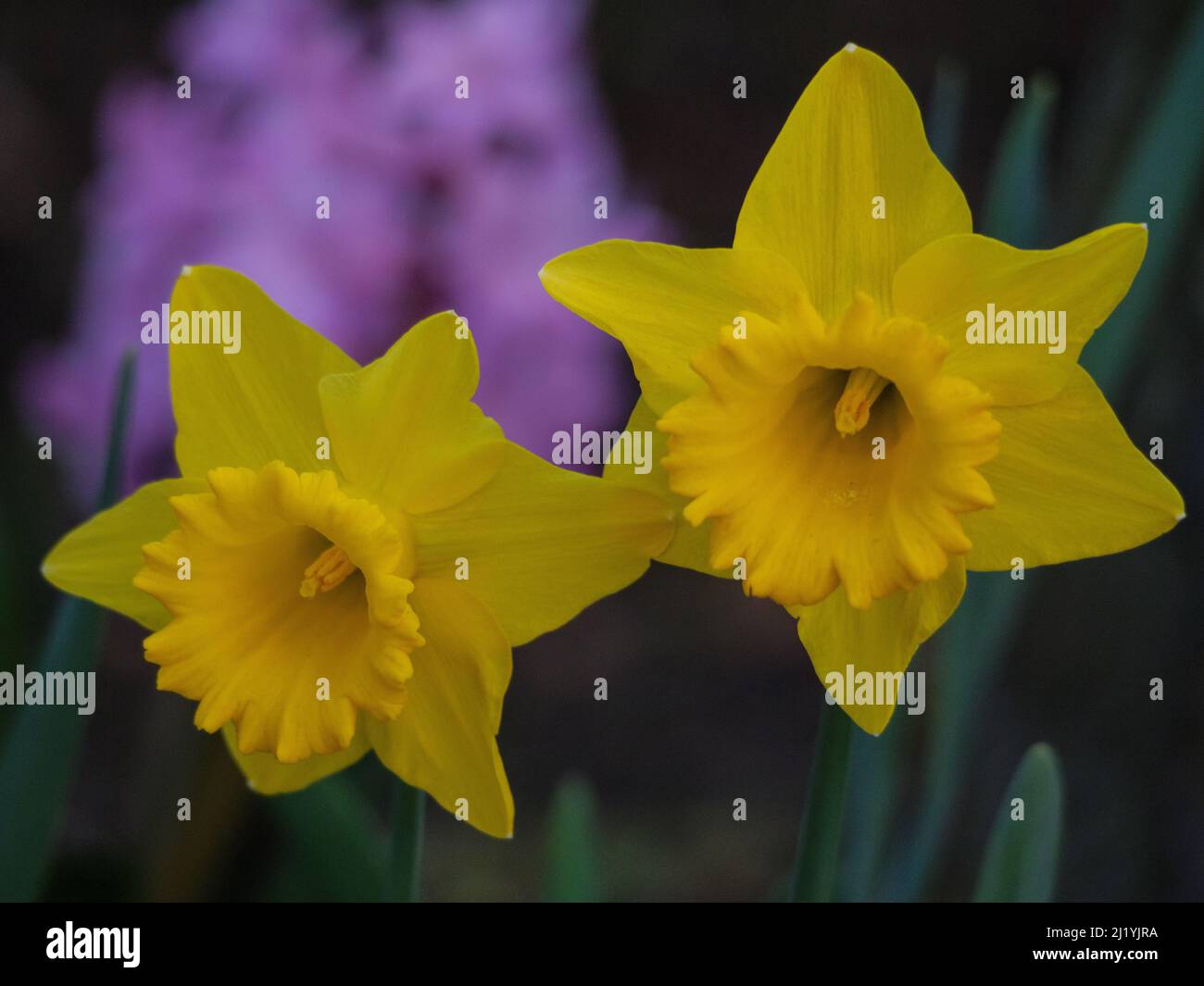 spring flowers in germany Stock Photo Alamy