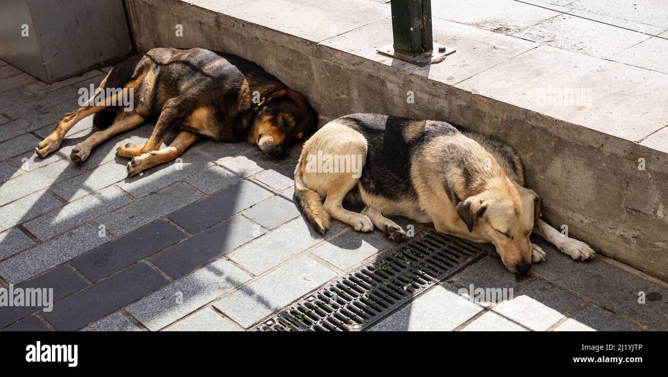 Where To Buy A Dog In Istanbul at Robert Bolton blog