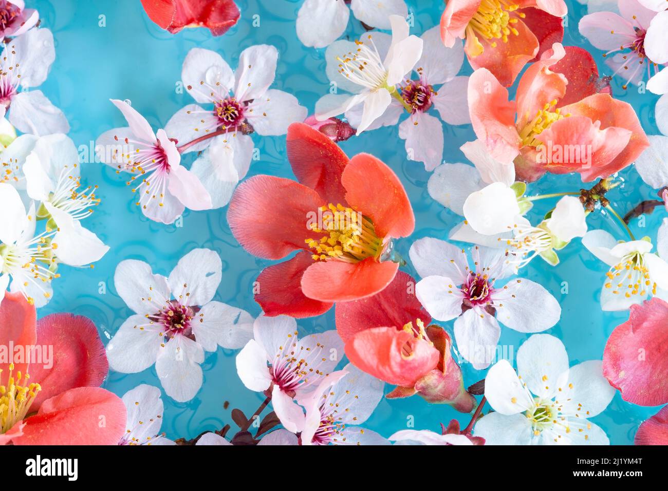 Spring floral copmosition on blue background Stock Photo
