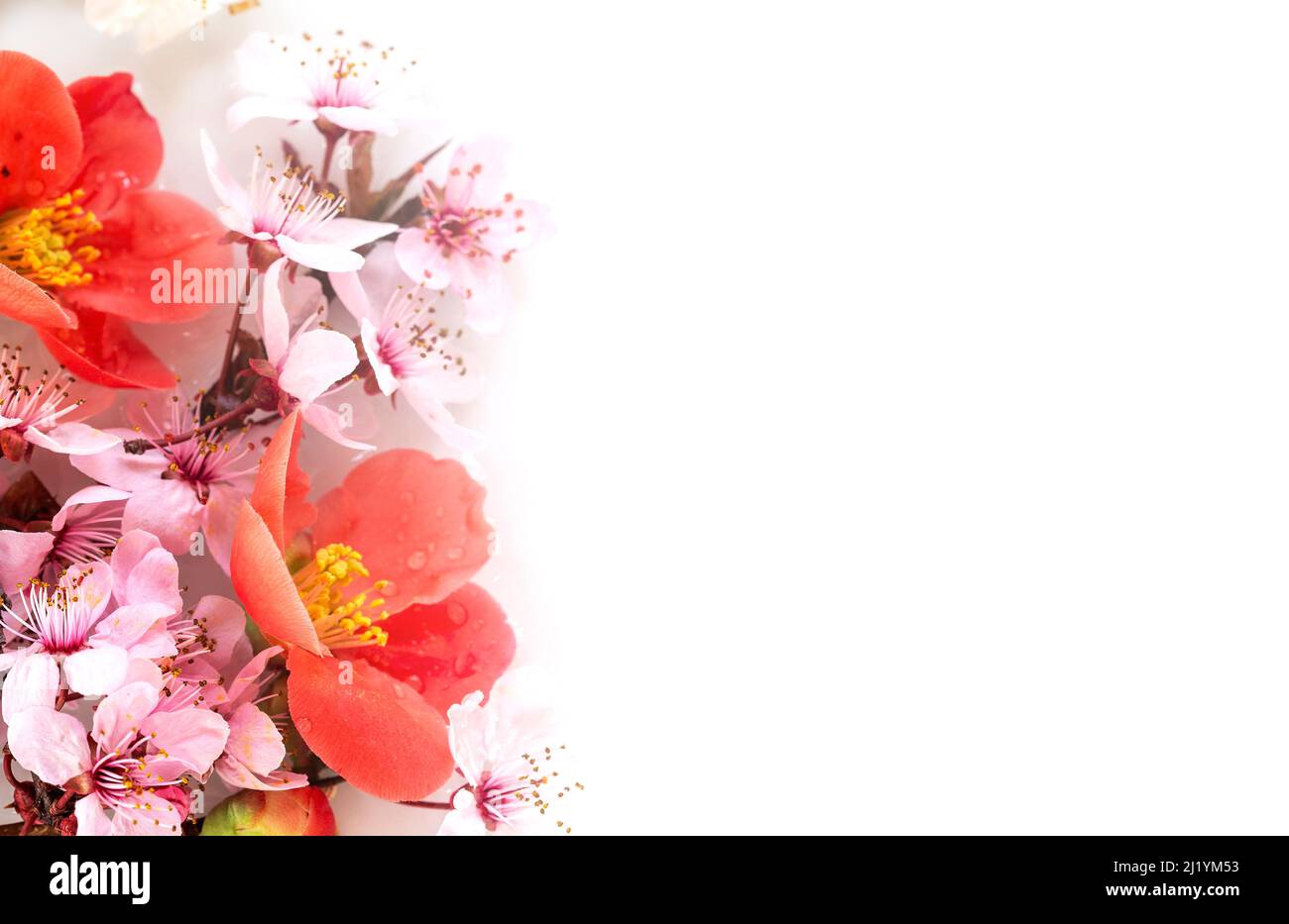 Spring floral copmosition on white background with copy space Stock Photo