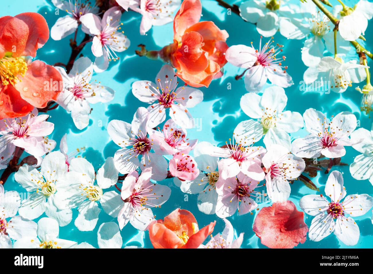 Spring floral copmosition on blue background Stock Photo