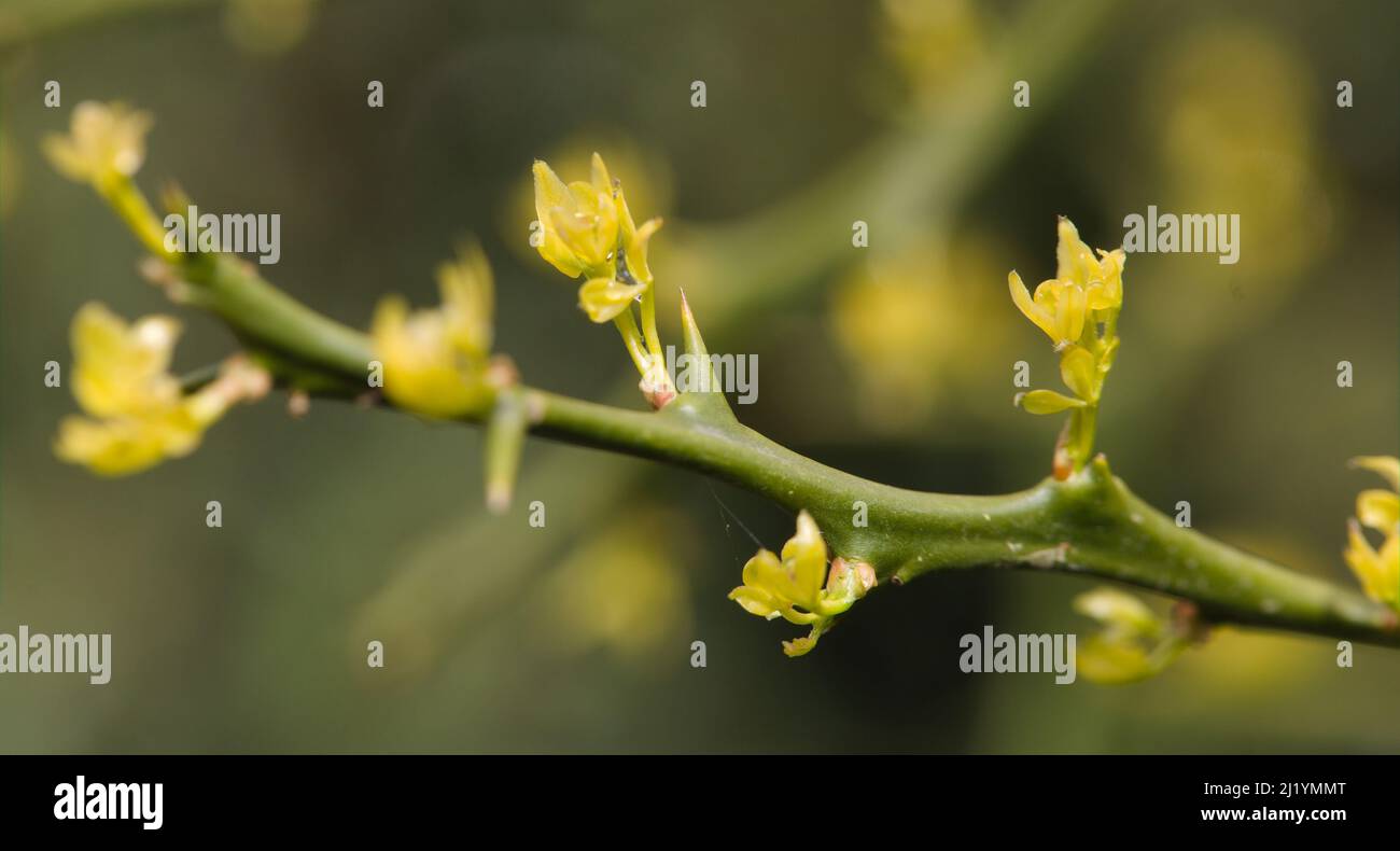 Closeup of a Japanese Bitter Orange , Poncirus trifoliata Stock Photo Alamy