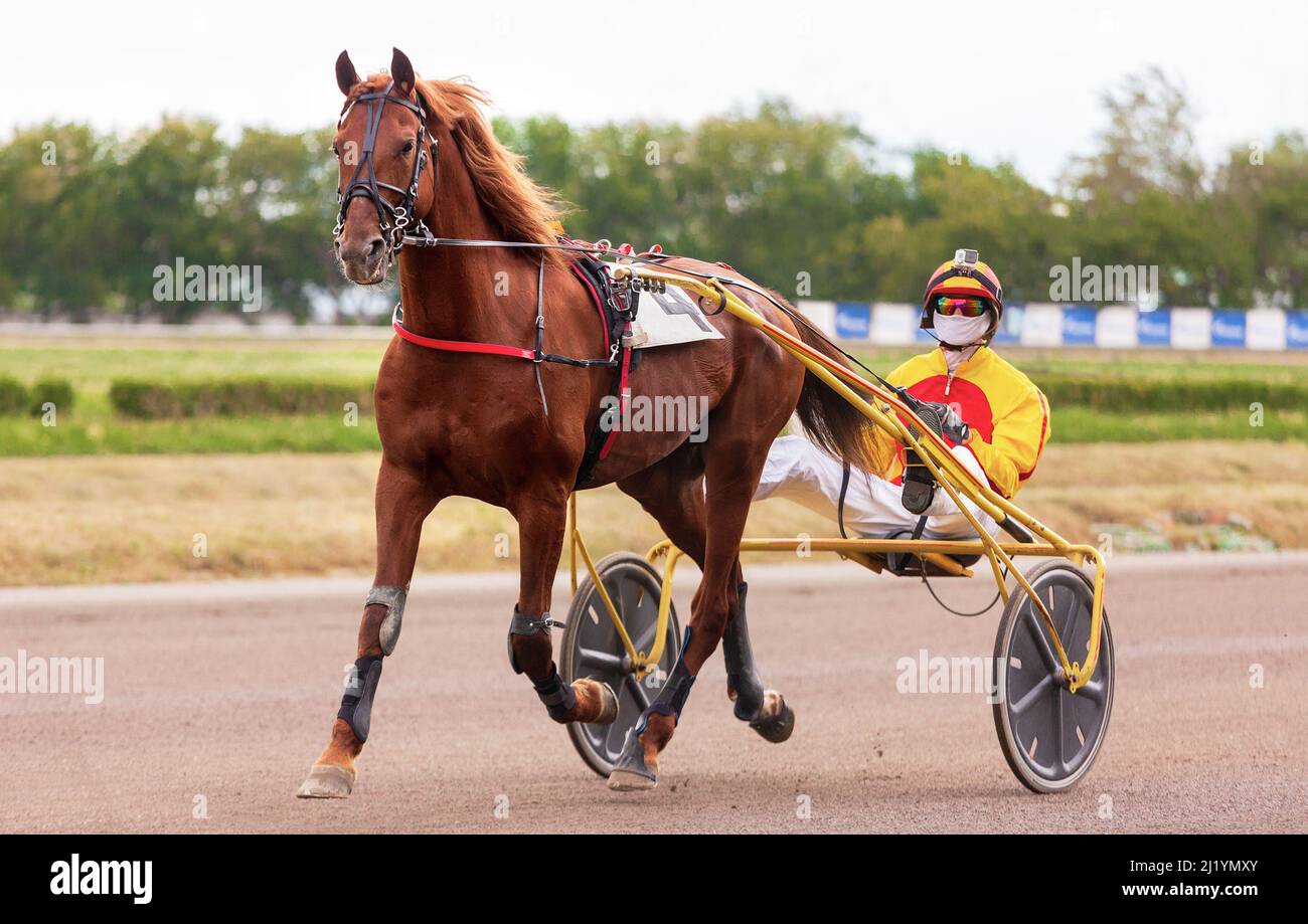 Horse. Equestrian sport. Trotter race. Jockey. Harness racing. Hippodrome Stock Photo