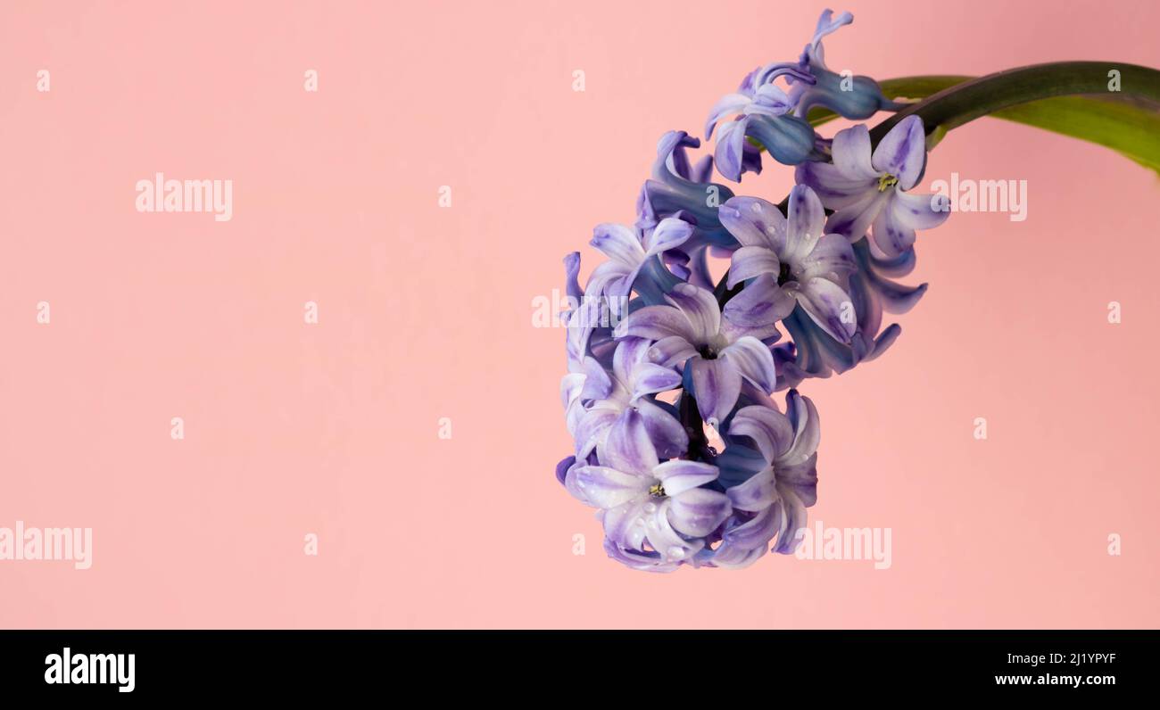 A lilac hyacinth flower highlighted on a pink background.The first spring flower is a lilac hyacinth. Stock Photo