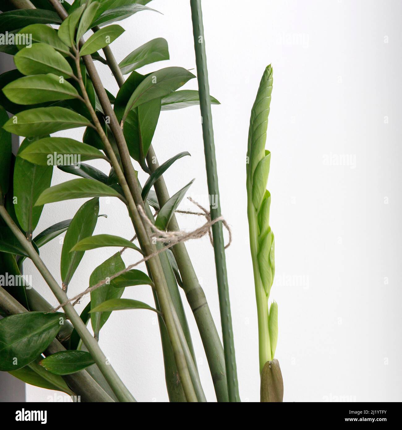 Zamioculcas plant. Fragment of a plant and a fresh shoot against a white wall Stock Photo