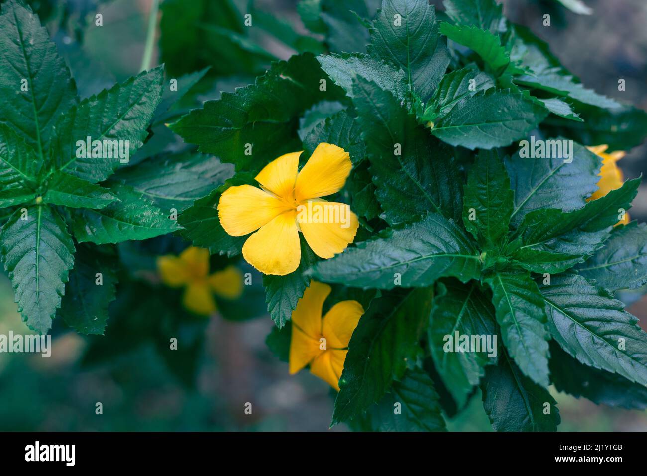 Fragrant damiana yellow flower with dark green leaves. Aphrodisiac and antidepressant. Stock Photo