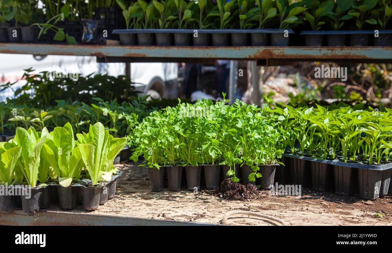 Display of seedlings for sale at a farmer's market. Vegetable plants market, seedling in pots parsley lettuce and peppers. Stock Photo