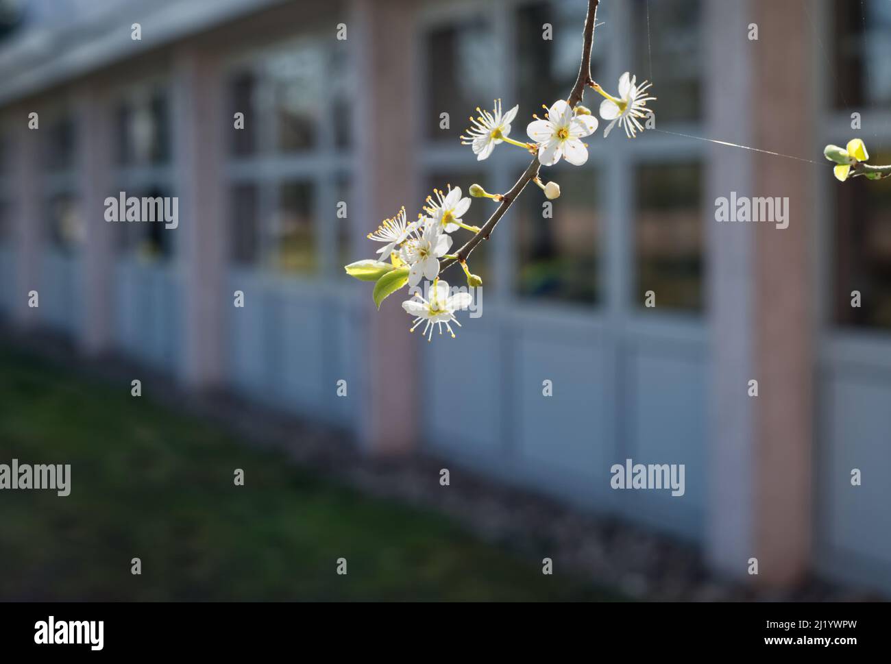 closeup view of a single branch in white bloom and a single silk of a spider in the foreground, blurred parts of a building in the background Stock Photo